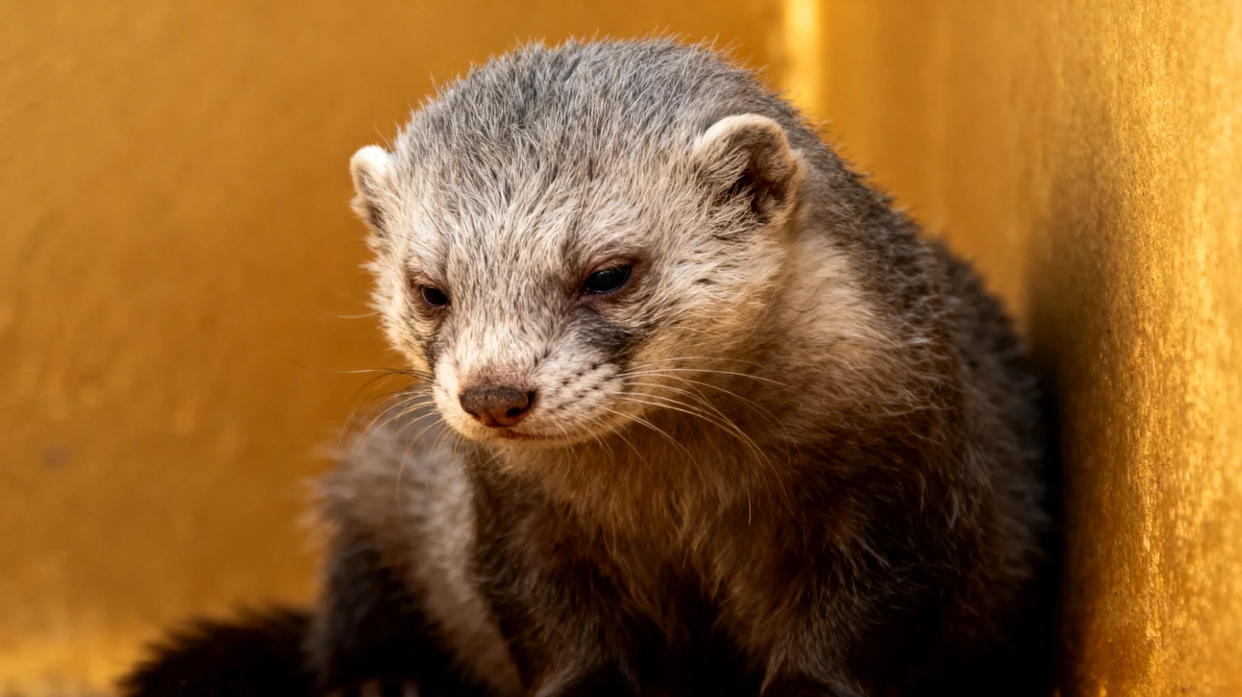 Ältere Frettchen leiden häufig unter altersbedingtem Stress durch chronische Schmerzen, Orientierungsprobleme und veränderte Umgebungswahrnehmung, was zu Unruhe und Angst führt"
