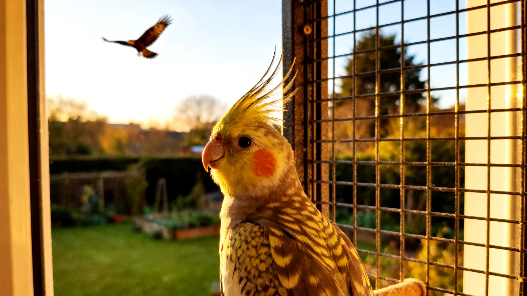 Nymphensittiche können im Garten Gefahr durch Raubvögel, Temperaturschwankungen und Fluchtrisiken ausgesetzt sein, wodurch Verhaltensauffälligkeiten und Stress entstehen können"